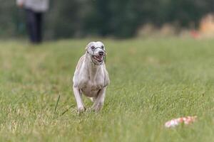 Whippet running in the field on lure coursing competition photo