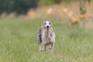 Whippet running in the field on lure coursing competition photo