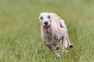 Whippet running in the field on lure coursing competition photo