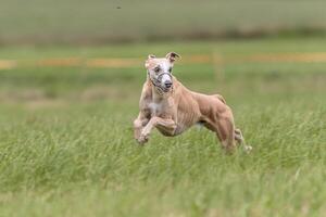 Whippet running in the field on lure coursing competition photo