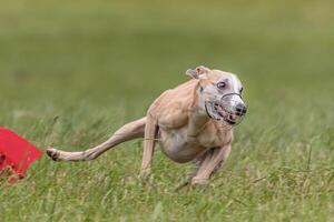 Whippet running in the field on lure coursing competition photo