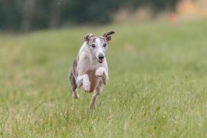 Whippet running in the field on lure coursing competition photo
