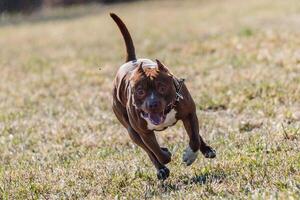 Pit Bull running full speed at lure coursing sport photo