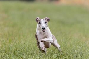 Whippet running in the field on lure coursing competition photo