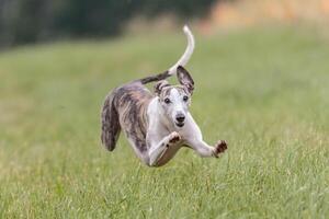 Flying whippet in the field on lure coursing competition photo