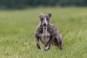 Whippet running in the field on lure coursing competition photo