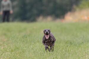 Italian Greyhound running in the field on lure coursing competition photo