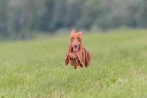 Flying Cirneco dog in the field on lure coursing competition photo