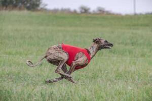 Whippet running in a red jacket coursing field on lure coursing photo