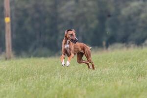 Azawakh running in the field on lure coursing competition photo