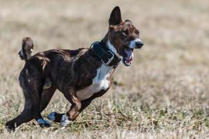 Basenji running full speed at lure coursing dog sport photo