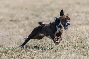 Basenji running full speed at lure coursing dog sport photo