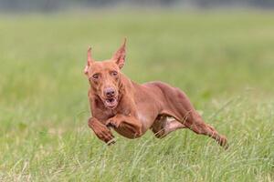 Flying Cirneco dog in the field on lure coursing competition photo