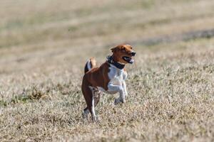 Basenji running full speed at lure coursing dog sport photo