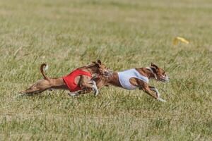 Two basenjis running in the field on lure coursing competition photo