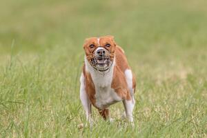 Basenji running in the field on lure coursing competition photo