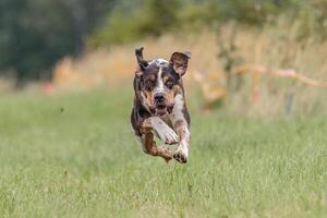 Flying Catahoula Leopard Dog on lure coursing competition photo