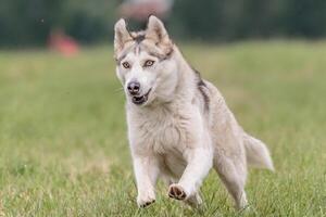 Dog running in the field on lure coursing competition photo