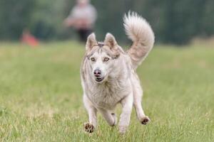Dog running in the field on lure coursing competition photo