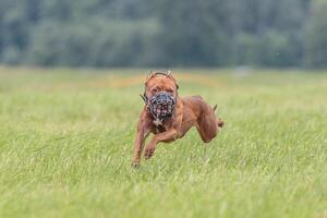 American Pit Bull running in the field on lure coursing competition photo