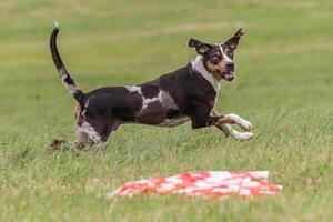 Catahoula dog running in the field on lure coursing competition photo