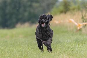 Dog running in the field on lure coursing competition photo