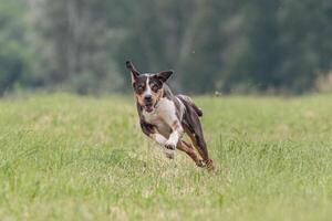 Catahoula dog running in the field on lure coursing competition photo