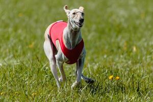 Whippet running in a red jacket coursing field on lure coursing photo