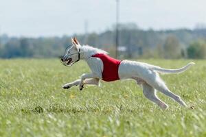 Podenco dog running full speed at lure coursing photo