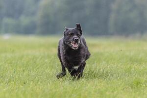 Dog running in the field on lure coursing competition photo