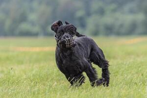 Dog running in the field on lure coursing competition photo
