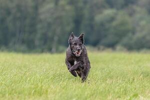 Dog running in the field on lure coursing competition photo