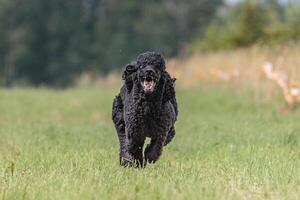 Dog running in the field on lure coursing competition photo