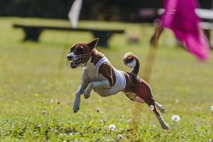 Basenji running in the field on lure coursing competition photo