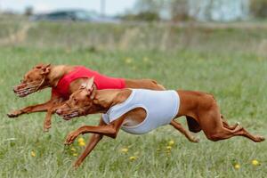 Two cirneco dell etna running full speed at lure coursing photo
