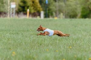 cirneco dell etna running full speed at lure coursing photo