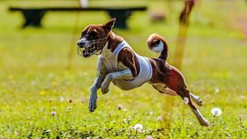 Basenji running in the field on lure coursing competition photo