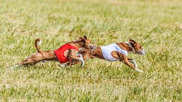 Two basenjis running in the field on lure coursing competition photo