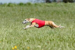 Whippet running in a red jacket coursing field on lure coursing photo