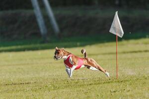 Basenji running in the field on lure coursing competition photo