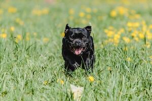 Staffordshire Bull Terrier running straight at the camera photo