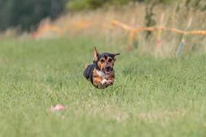 Flying dog in the field on lure coursing competition photo