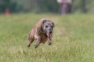 Flying whippet in the field on lure coursing competition photo