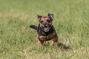 Dog running in the field on lure coursing competition photo