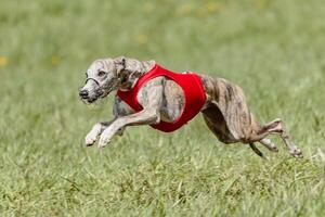 Whippet running in a red jacket coursing field on lure coursing photo