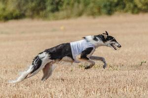 Borzoi dog running in the field on lure coursing competition photo