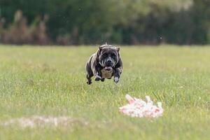 Flying dog in the field on lure coursing competition photo