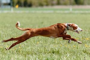 Podenco dog running full speed at lure coursing photo