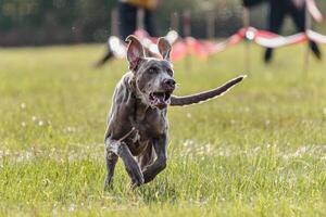 Dog running in the field on lure coursing competition photo