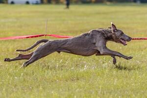 Dog running in the field on lure coursing competition photo